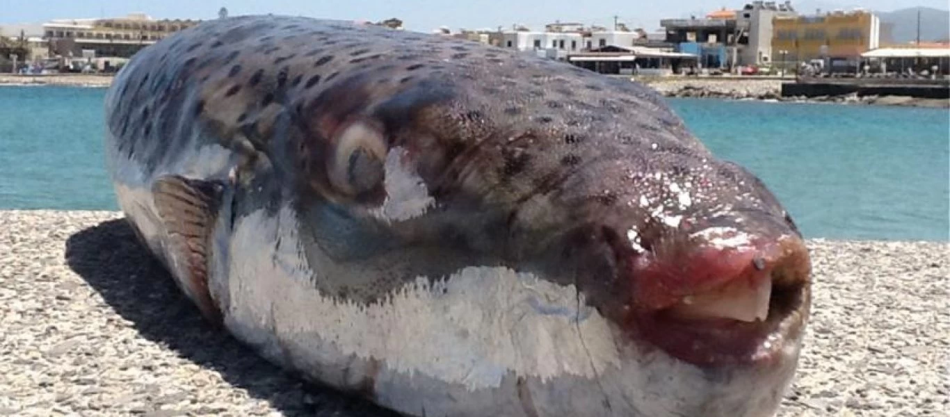 Παίζουν με τη ζωή τους: Κρητικοί μαγείρεψαν και έφαγαν δηλητηριώδεις λαγοκέφαλους (φωτο)